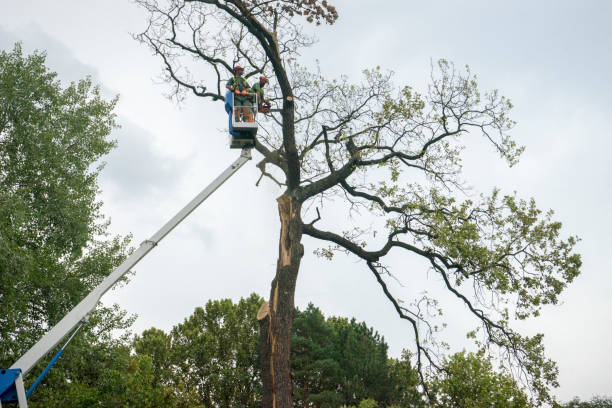Best Tree Mulching  in Brogden, NC